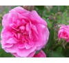 Роза Гертруда Джекилл (Gertrude Jekyll)
